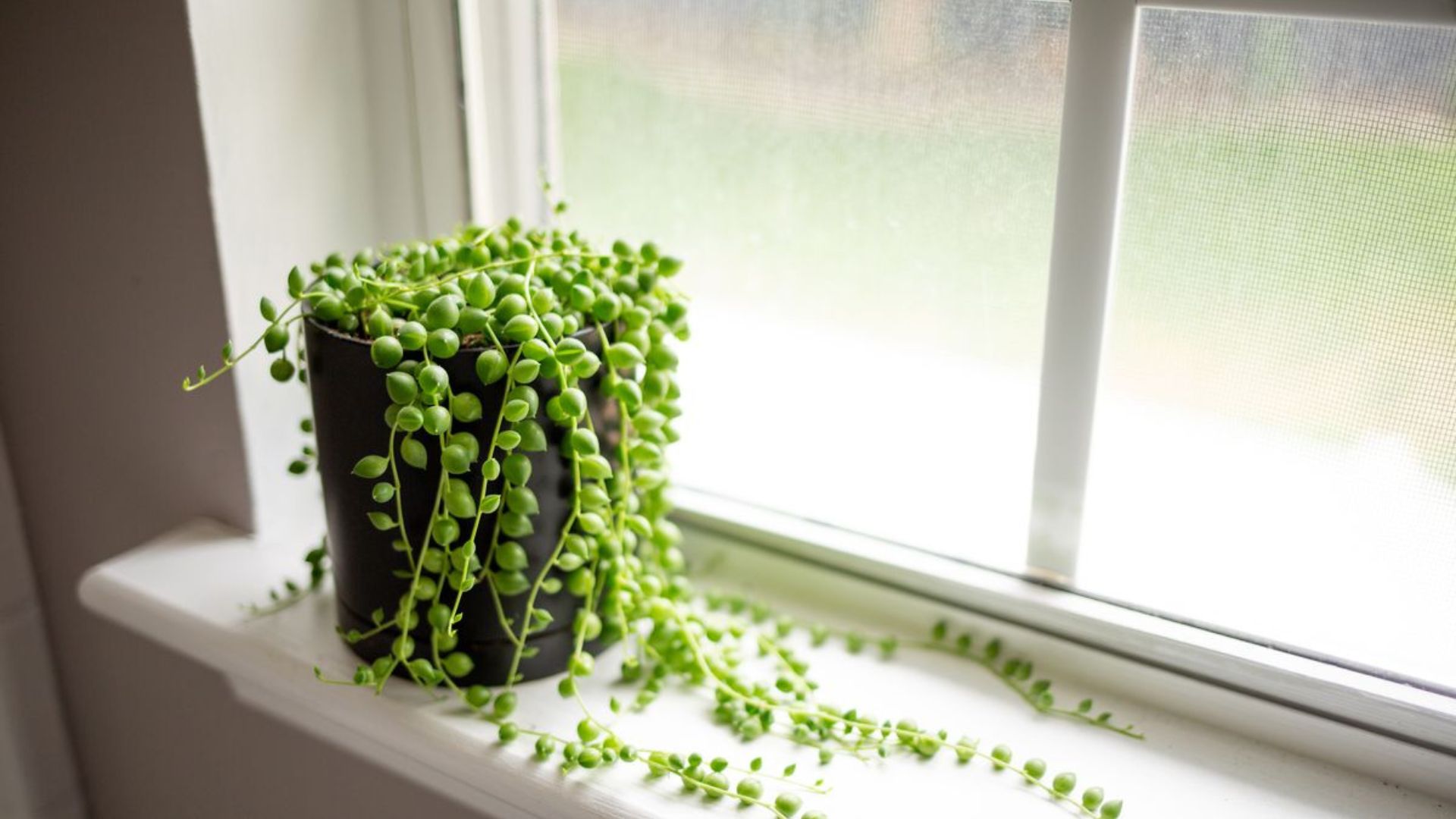 A Plant in a Vase on a Window 